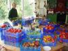 Two hundred pounds of tomatoes soon to be canned